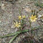 Triteleia ixioides