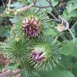 Arctium minusКвітка