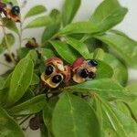 Matayba elaeagnoides Fruit