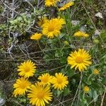 Doronicum glaciale Flower