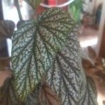 Begonia aconitifolia Blad