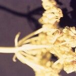 Eriogonum compositum 花