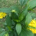 Rudbeckia laciniata Blatt