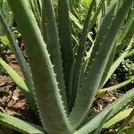 Aloe vera Blatt