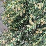 Juniperus cedrus Flower