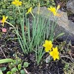 Narcissus rupicola Flower