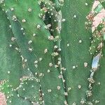 Opuntia maxima Blatt