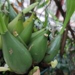 Coelogyne gardneriana Casca