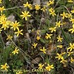 Jacobaea minuta Habit