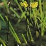 Utricularia minor Flor