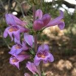 Penstemon secundiflorus অন্যান্য