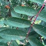 Sorbus americana Lapas