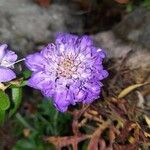 Scabiosa lucida Flower
