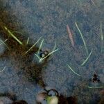 Utricularia uliginosa Habitus