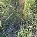 Nothoscordum gracile Habitat