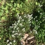 Lobularia maritima Flower