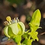 Vangueria madagascariensis 花