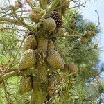 Pinus radiata Fruit