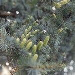 Picea pungensBlad