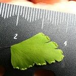 Adiantum tenerum 葉
