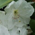 Rhododendron decorum Flor