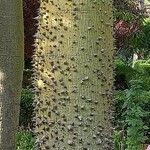 Ceiba pentandra Bark