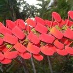 Norantea guianensis Floare