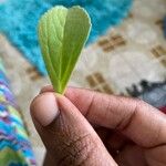 Coleus comosus Leaf