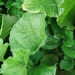 Brassica juncea पत्ता