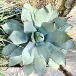 Agave parryi आदत