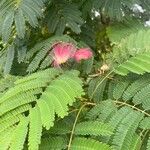 Albizia julibrissinFlower