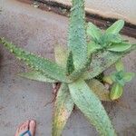 Aloe marlothii 葉