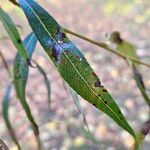 Salix × pendulina Leaf