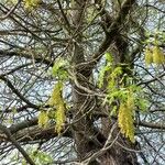 Quercus palustris 花