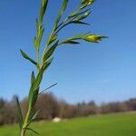 Linum usitatissimum पत्ता