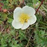 Rosa spinosissimaFlower