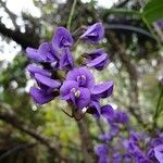 Hardenbergia comptoniana Flower