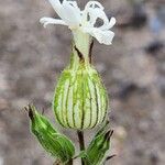 Silene noctiflora Kvet