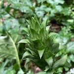 Acanthus mollisBlad