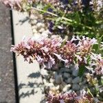 Nepeta grandiflora Blodyn