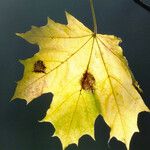 Acer platanoides Leaf