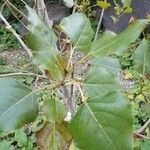 Populus deltoides Blatt