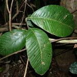 Tetracera portobellensis Leaf