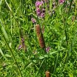 Typha latifolia Kwiat