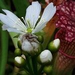 Dionaea muscipula ফুল