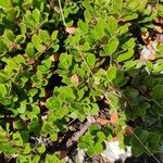 Arctostaphylos uva-ursi Листок