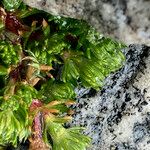 Alchemilla holosericea Blad