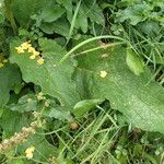 Verbascum nigrum Folha