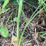 Ornithogalum narbonense Blatt