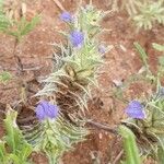 Blepharis linariifolia Flower